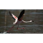 Sony FE 200-600mm f/5.6-6.3 G OSS — 1849€ Photo Emporiki