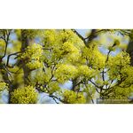 Sony FE 200-600mm f/5.6-6.3 G OSS — 1849€ Photo Emporiki