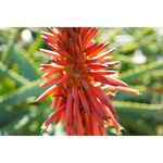 Sony FE 40mm f/2.5 G — 689€ Photo Emporiki