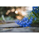 Nikon Z MC 50mm f/2.8 Macro — 649€ Photo Emporiki