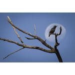 Nikon Z9 (Body) — 5299€ Photo Emporiki