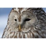 Canon EOS R7 (RF-S 18-150mm f/3.5-6.3 IS STM) — 1925€ Photo Emporiki