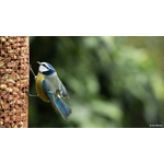 Samyang AF 135mm f/1.8 FE (Sony E-Mount) Φακός — 1029€ Photo Emporiki