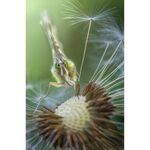 Laowa 100mm f/2.8 2X Ultra Macro APO (for Sony E) — 589€ Photo Emporiki