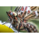 Laowa 100mm f/2.8 2X Ultra Macro APO (for Sony E) — 589€ Photo Emporiki