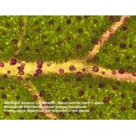 Bresser Advance ICD 10x-160x Stereo Microscope — 645€ Photo Emporiki