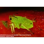 Bresser Advance ICD 10x-160x Stereo Microscope — 645€ Photo Emporiki