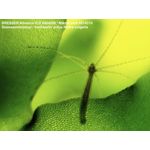 Bresser Advance ICD 10x-160x Stereo Microscope — 645€ Photo Emporiki