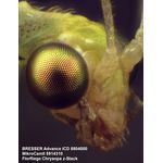 Bresser Advance ICD 10x-160x Stereo Microscope — 645€ Photo Emporiki