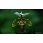 Sony FE 135mm f/1.8 GM Φακός — 1549€ Photo Emporiki