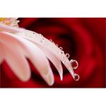 Sony FE 90mm f/2.8 Macro G OSS Φακός — 879€ Photo Emporiki