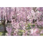 Sony FE 50mm f/1.4 ZA Planar T* Φακός — 1599€ Photo Emporiki