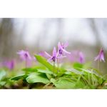 Sony FE 50mm f/1.4 ZA Planar T* Φακός — 1599€ Photo Emporiki