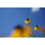 Sony FE 50mm f/2.8 Macro Φακός — 535€ Photo Emporiki