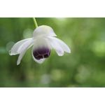 Sony FE 50mm f/2.8 Macro Φακός — 535€ Photo Emporiki