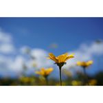 Sony FE 50mm f/2.8 Macro Φακός — 535€ Photo Emporiki