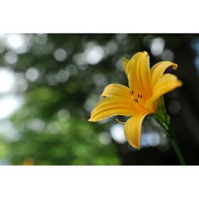Nikon AF-S 35mm f/1.4G Φακός — 1586€ Photo Emporiki