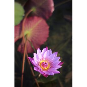 7artisans 35mm f/1.2 Photoelectric (Canon EF-M) — 157€ Photo Emporiki