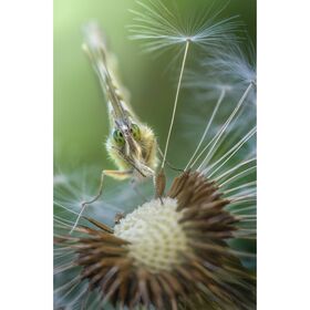 Laowa 100mm f/2.8 2X Ultra Macro APO (for Sony E) — 589€ Photo Emporiki