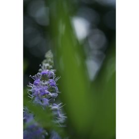 Sony FE 50mm f/2.8 Macro Φακός — 535€ Photo Emporiki