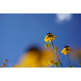 Sony FE 50mm f/2.8 Macro Φακός — 535€ Photo Emporiki