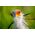 Tamron 150-500mm f/5-6.7 Di III VC VXD (Sony E) — 1050€ Photo Emporiki